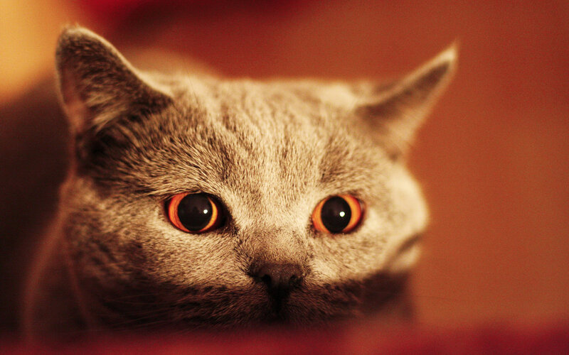 Gray Cat with Orange Eyes — Intense, Photograph, Ears