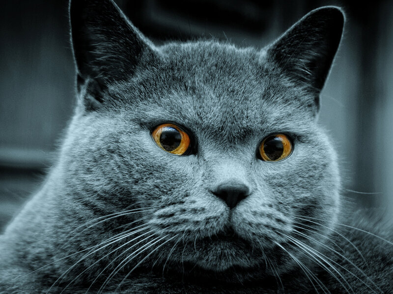 Gray Cat with Orange Eyes — Intense, Photograph