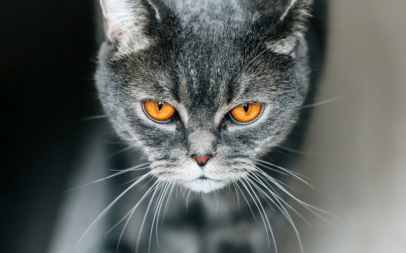Gray Cat with Orange Eyes — Intense, Photograph, Whiskers, Fur