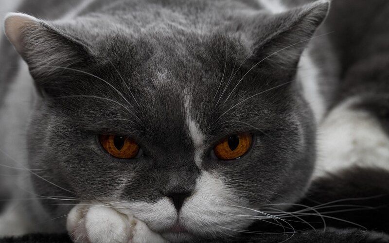 Gray Cat with Orange Eyes — Intense, Photograph, Whiskers, Paw