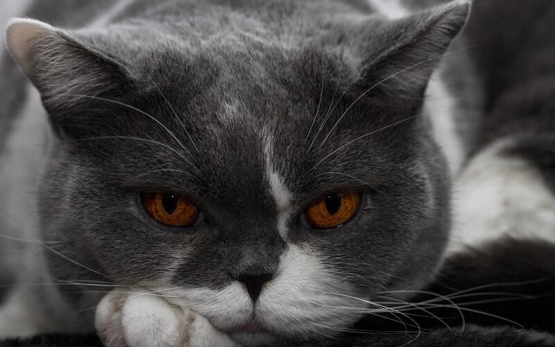 Gray Cat with Orange Eyes — Intense, Photograph, Whiskers, Paw, White