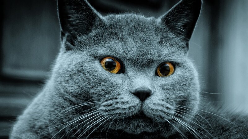 Gray Cat with Orange Eyes — Intense