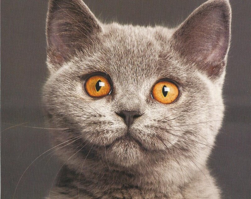 Gray Cat with Orange Eyes — Neutral
