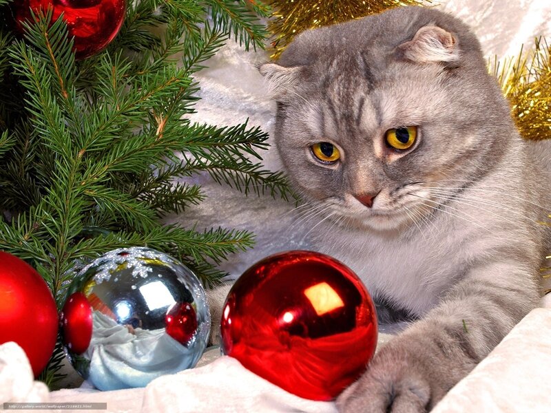 Gray Cat with Ornaments — Festive, Winter, Photograph