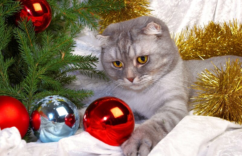 Gray Cat with Ornaments