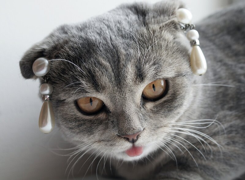 Gray Cat with Pearl Earrings