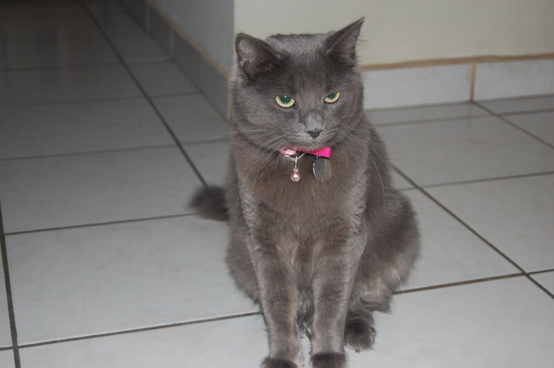 gray cat with pink collar
