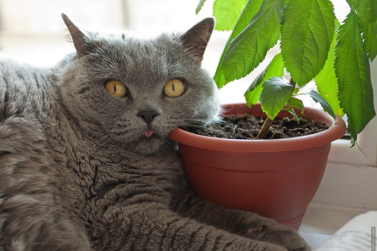 gray cat with plant