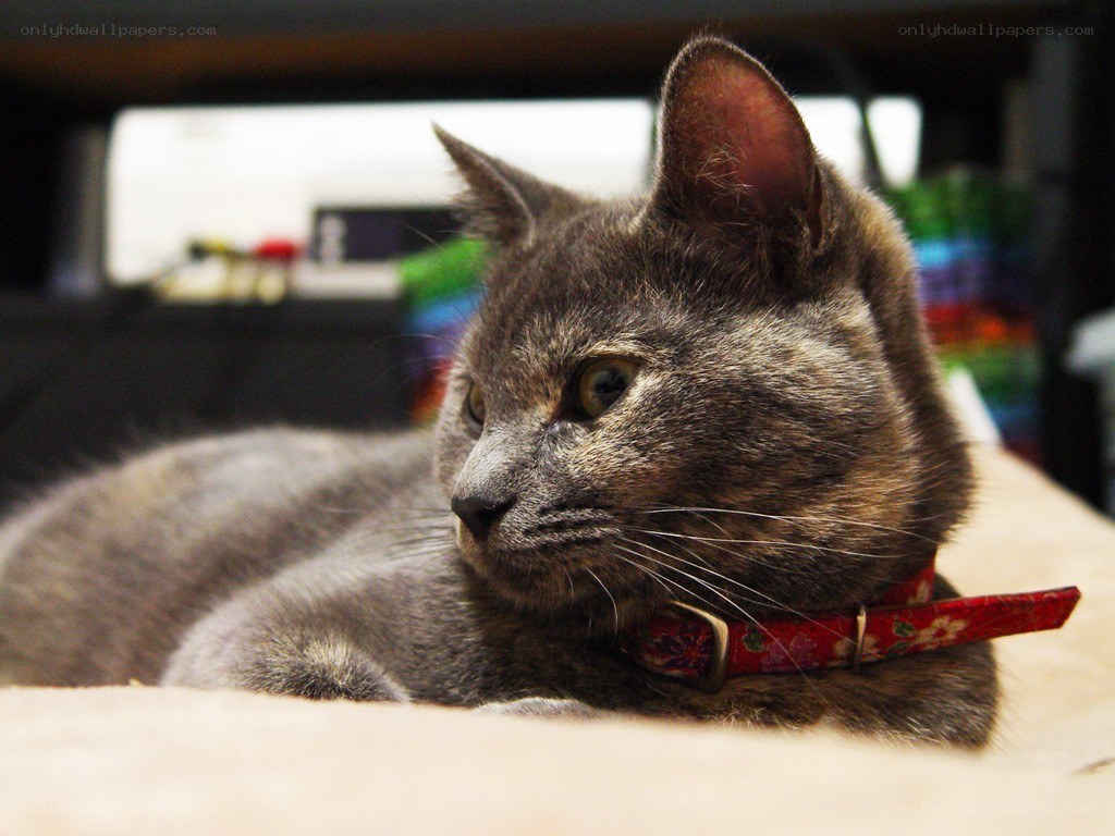 gray cat with red collar