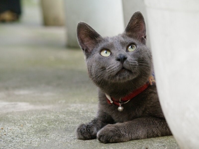 gray cat with red collar