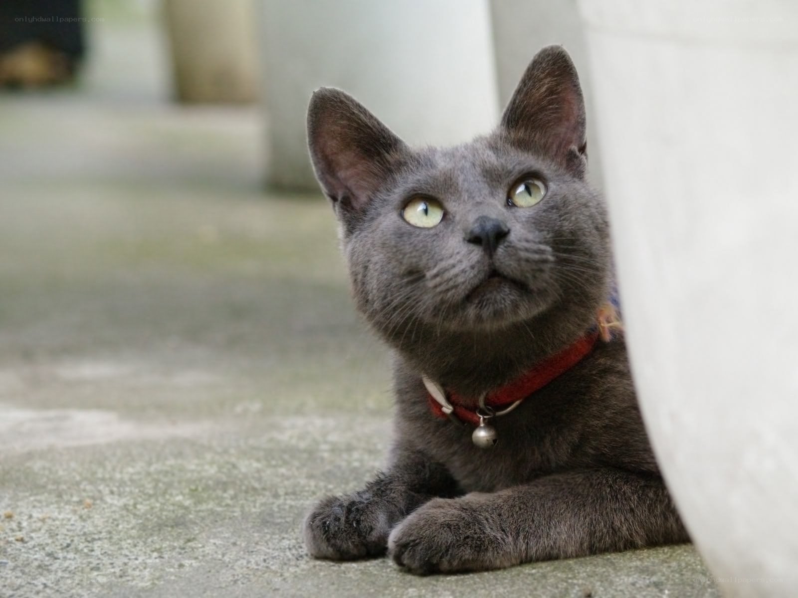gray cat with red collar