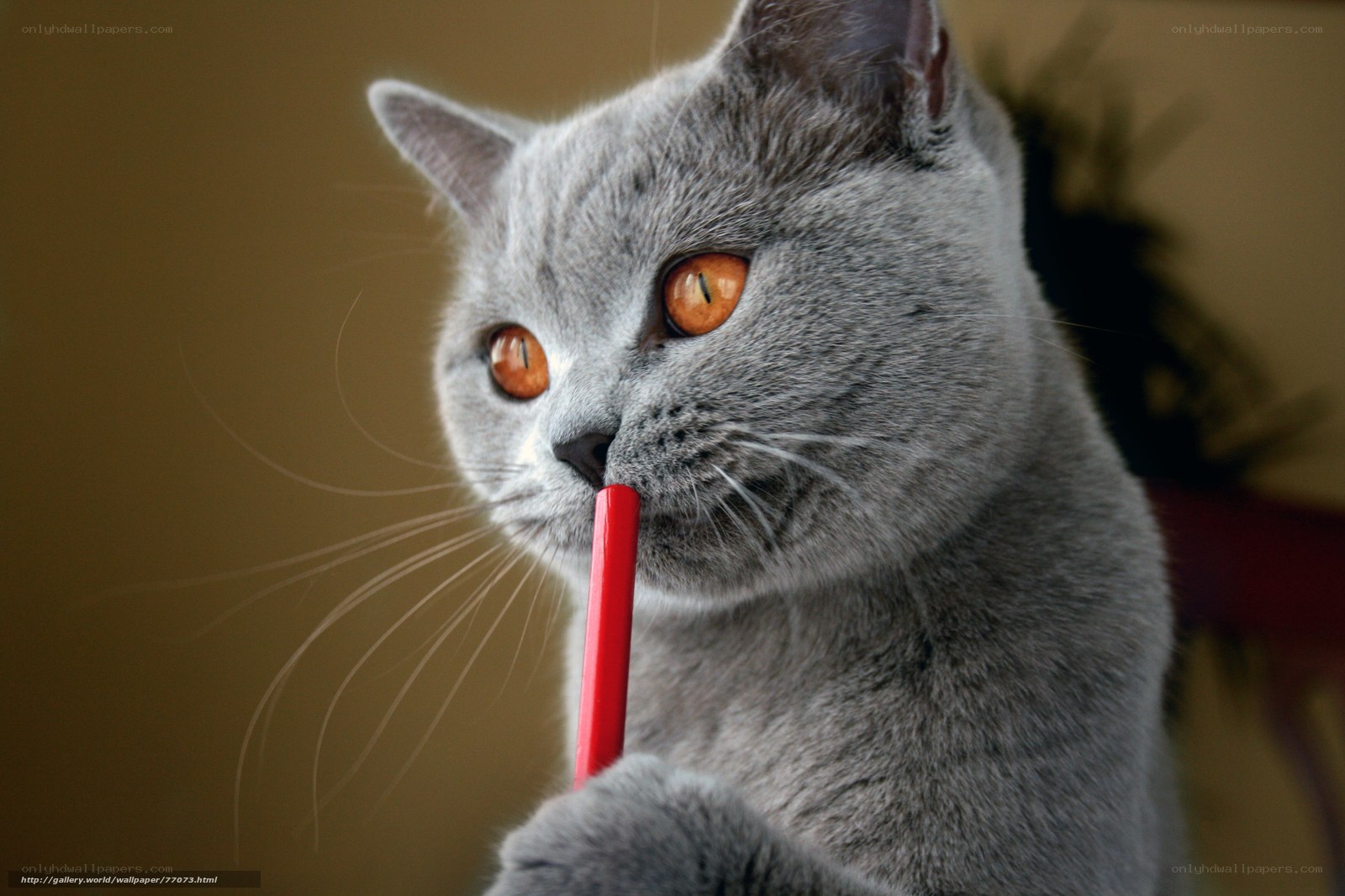 gray cat with red pen