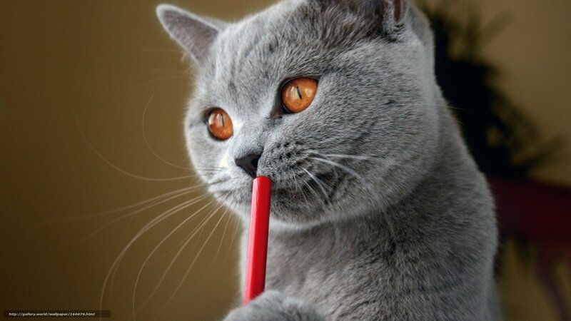 gray cat with red pencil
