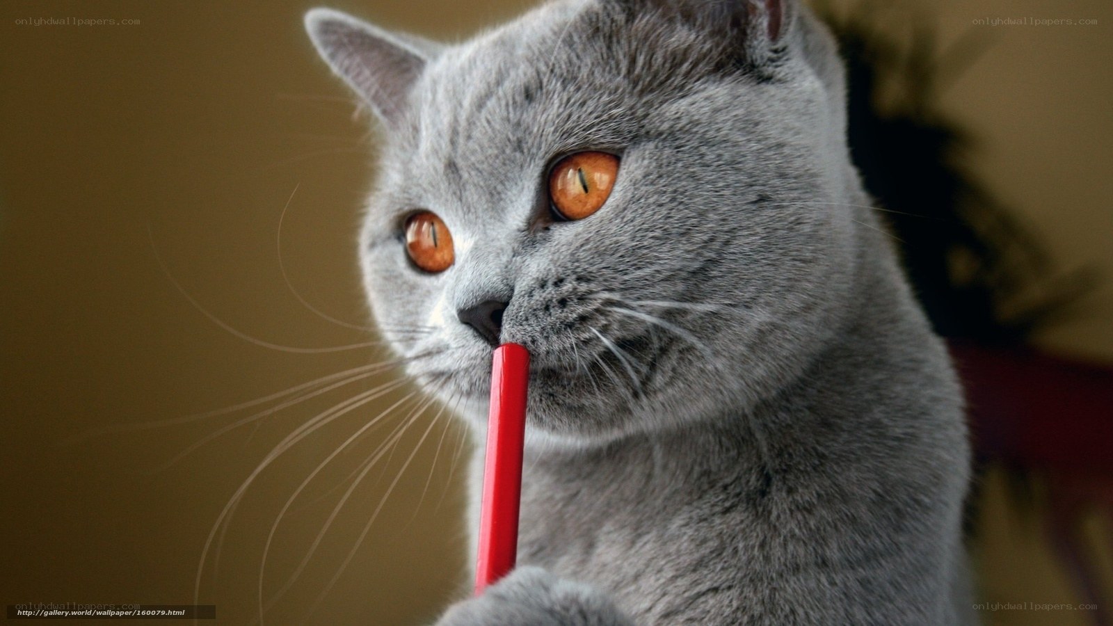 gray cat with red pencil