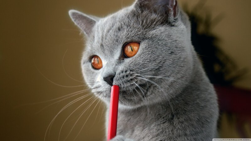 Gray Cat with Red Straw — Curious