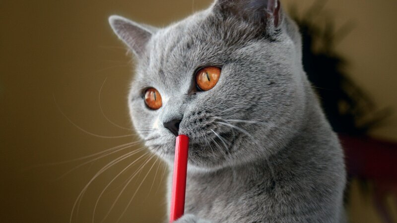 gray cat with red straw