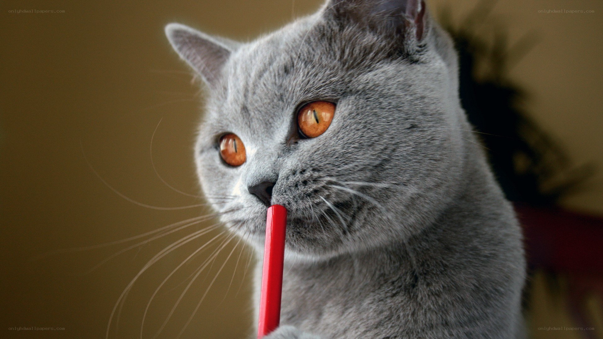 gray cat with red straw