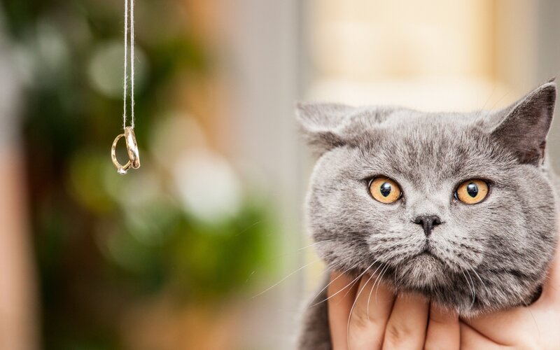 Gray Cat with Rings — Curious