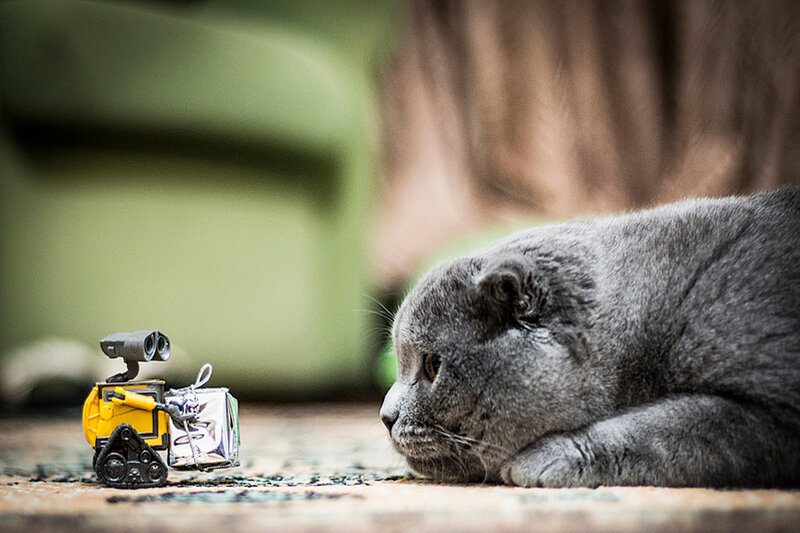 Gray Cat with Robot Toy