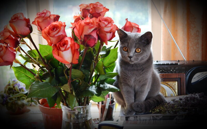 Gray Cat with Roses — Calm, Morning