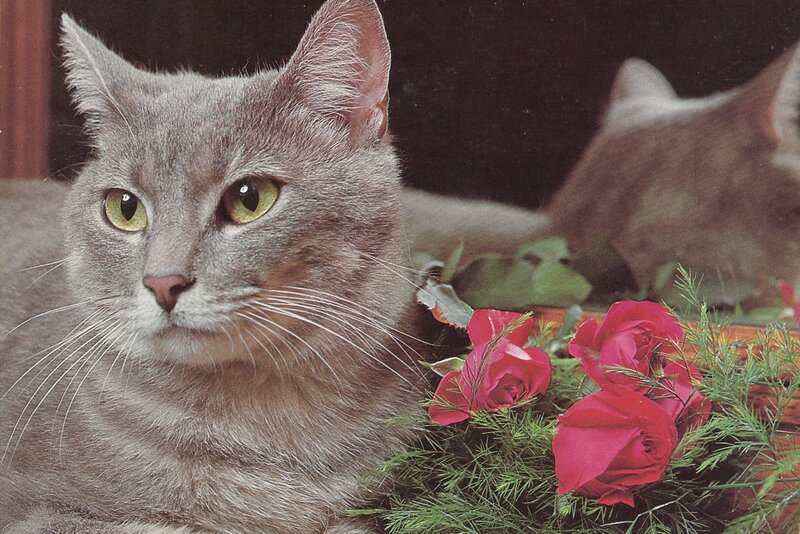 Gray Cat with Roses — Calm, Photograph, Greenery