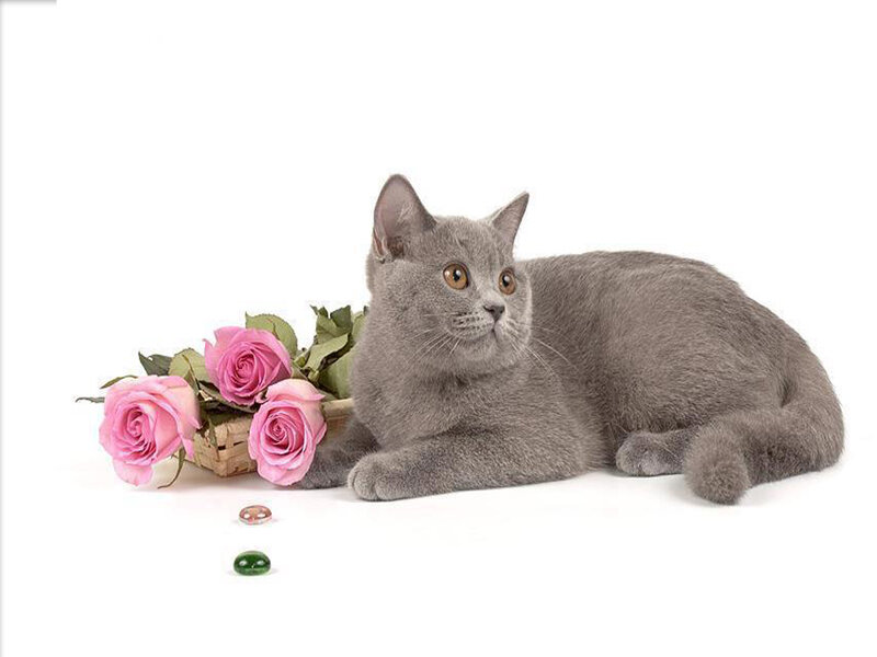 Gray Cat with Roses — Calm, Photograph