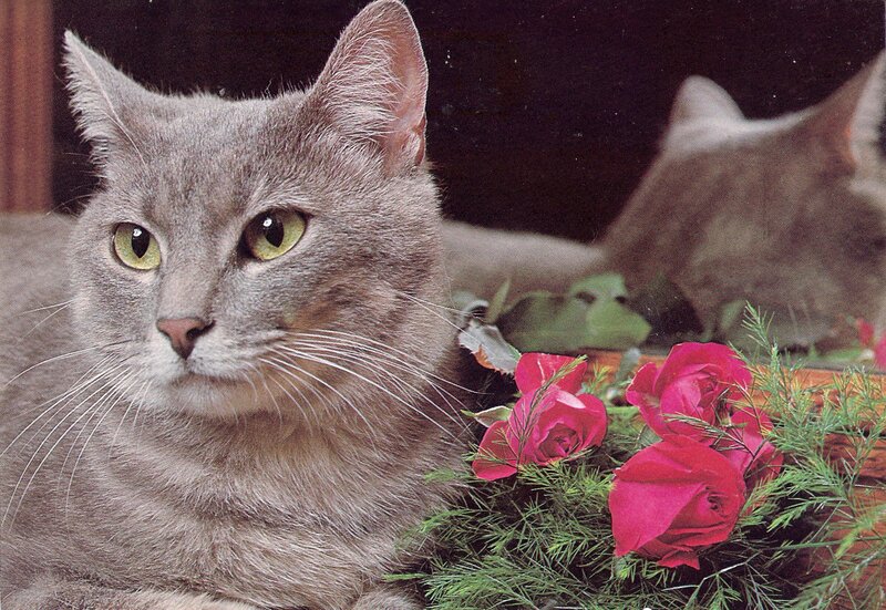 Gray Cat with Roses — Calm