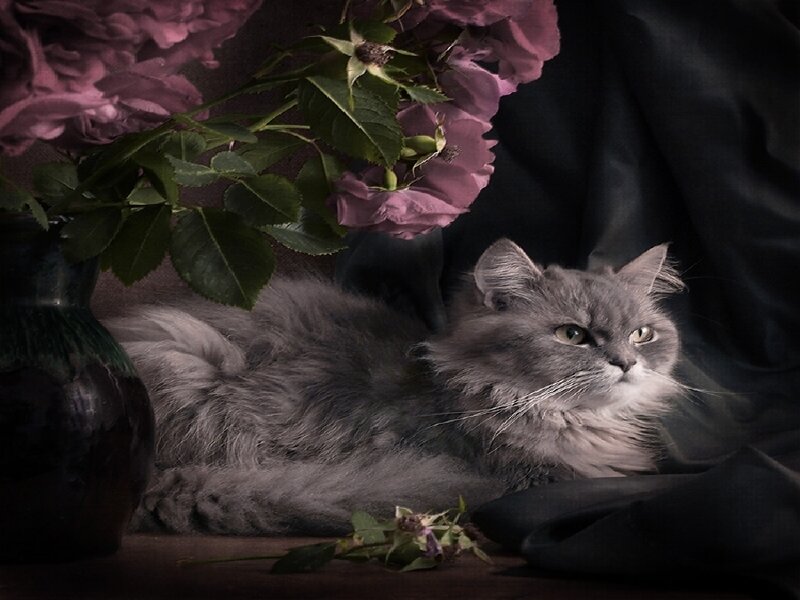 Gray cat with roses