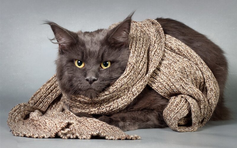 Gray Cat with Scarf