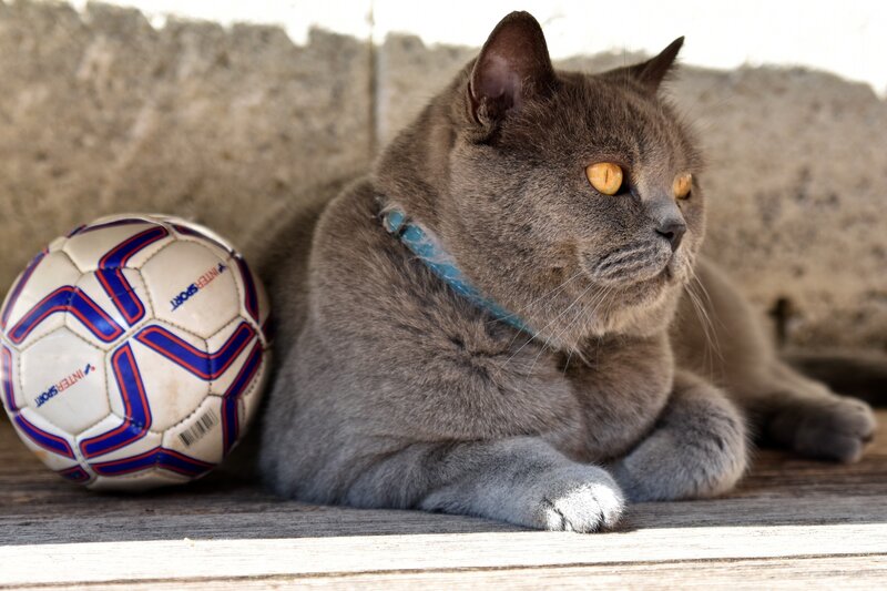Gray Cat with Soccer Ball