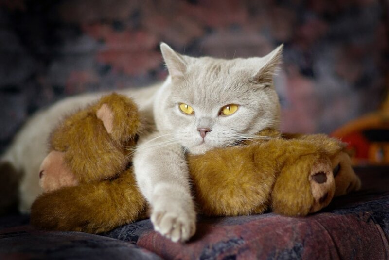 Gray Cat with Stuffed Bear