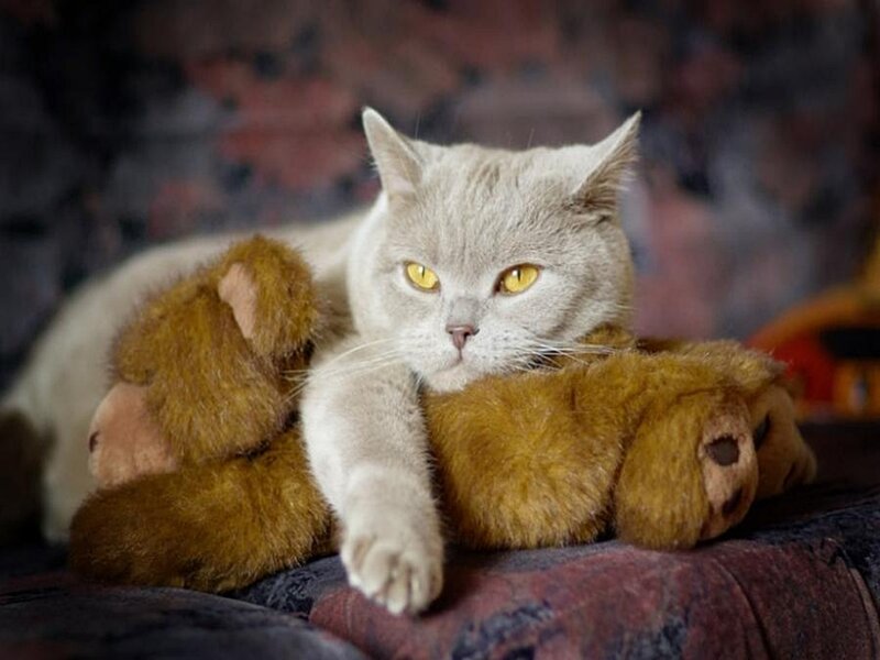 Gray Cat with Teddy Bear — Calm