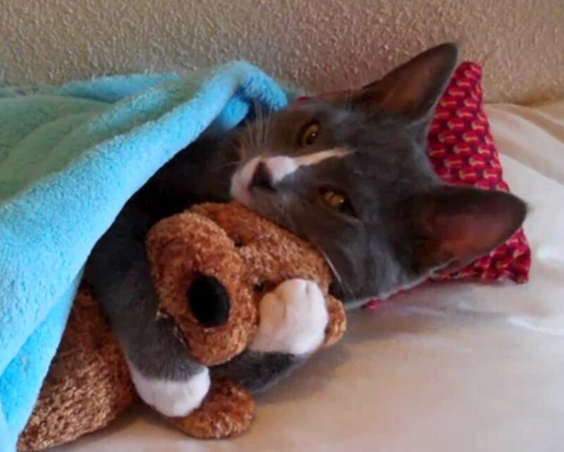 Gray Cat with Teddy Bear