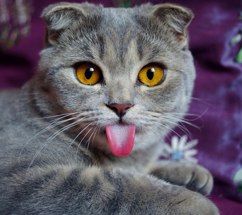 Gray Cat with Tongue Out — Playful, Photograph