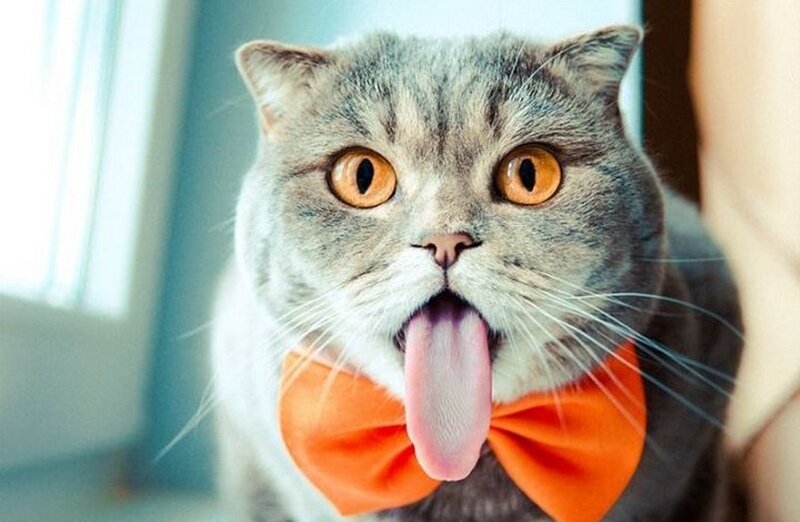 Gray Cat with Tongue Out — Playful