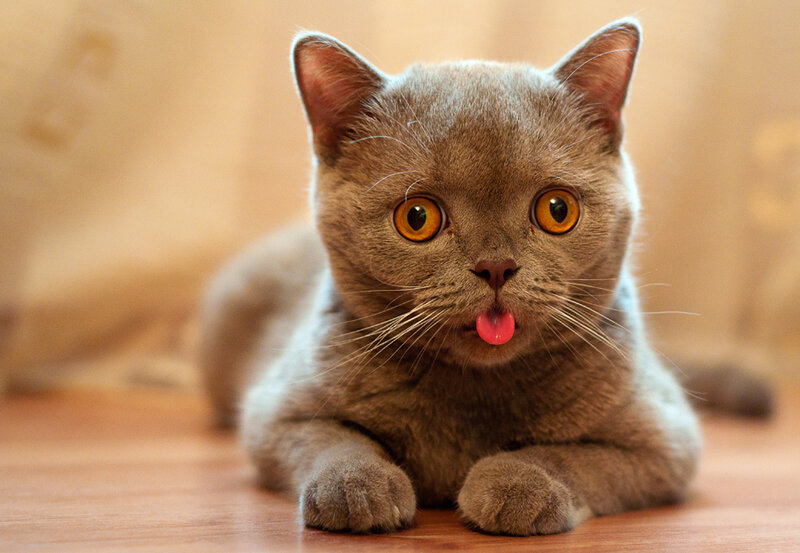 Gray Cat with Tongue Out