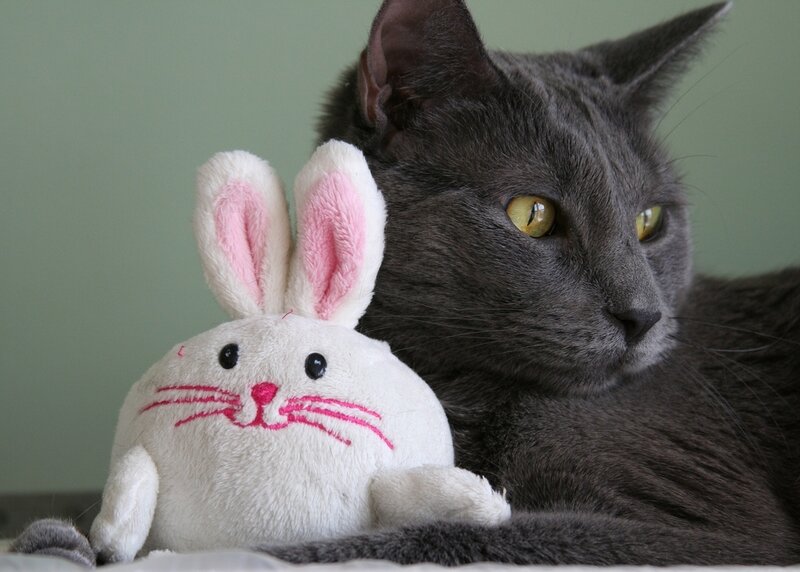 Gray Cat with Toy Rabbit