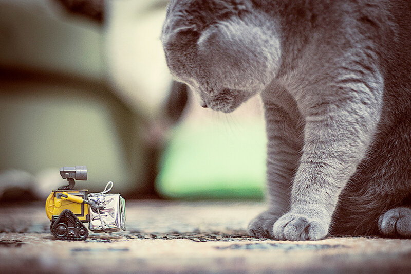 Gray Cat with Toy Robot