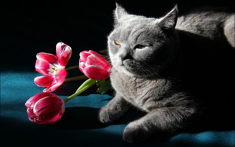 Gray Cat with Tulips — Dramatic