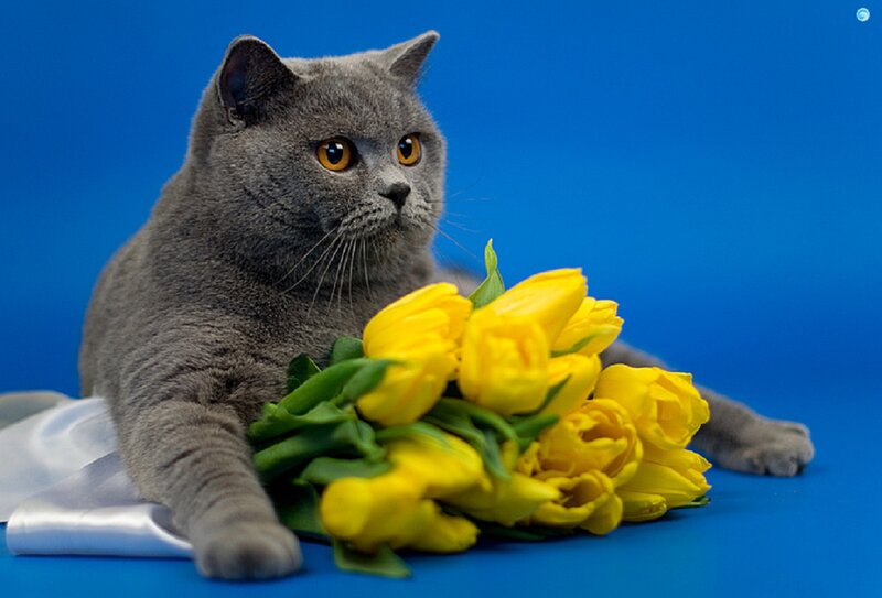 Gray Cat with Tulips