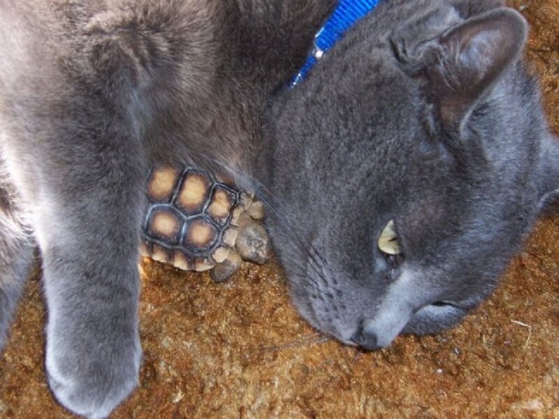 Gray Cat with Turtle