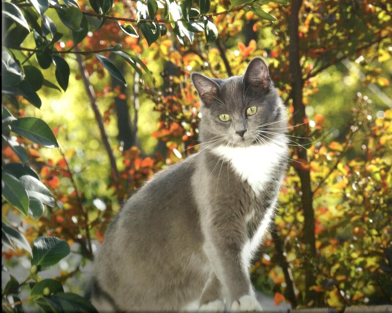 Gray Cat with White Chest — Calm, Afternoon