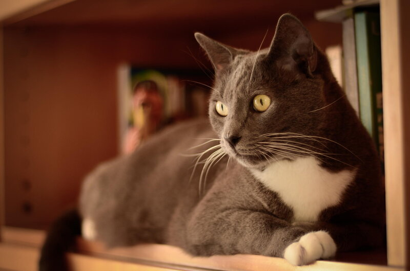 Gray Cat with White Chest — Calm, Photograph