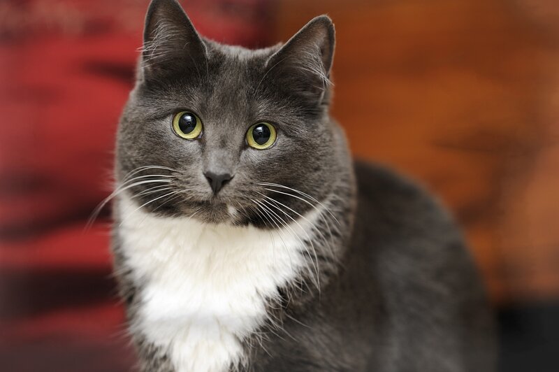 Gray Cat with White Chest — Calm, Photograph, Whiskers