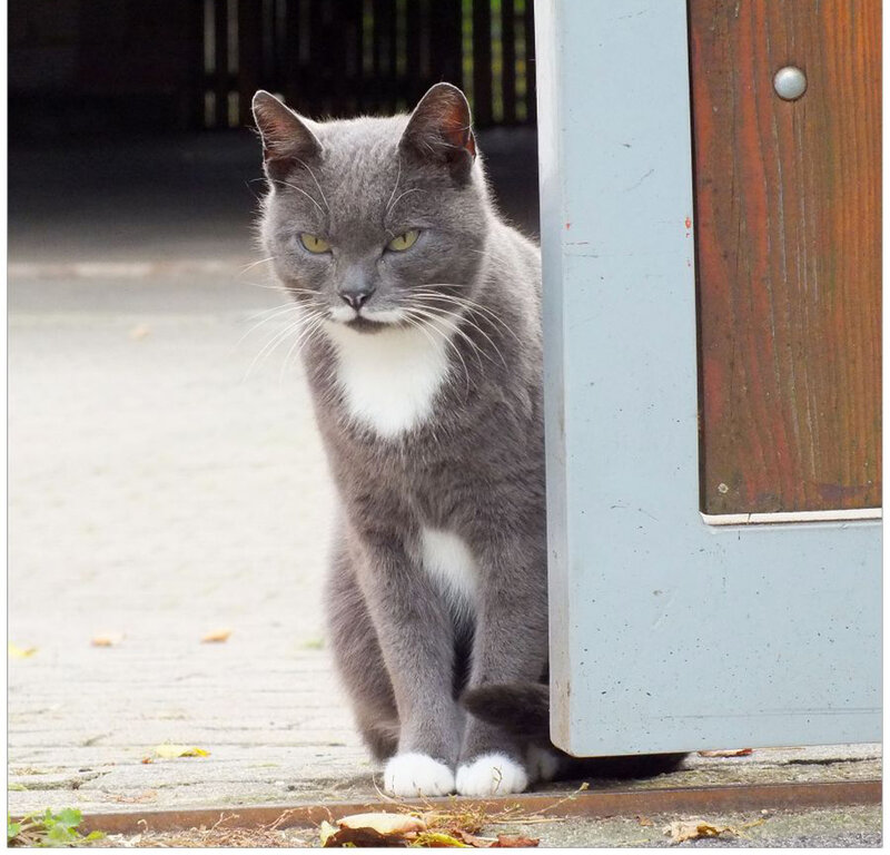 Gray Cat with White Chest — Calm