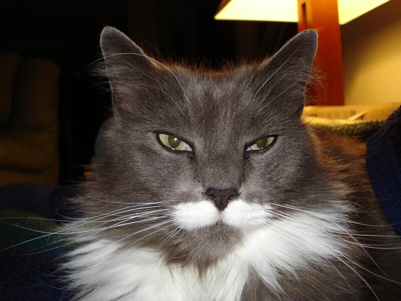 gray cat with white chest