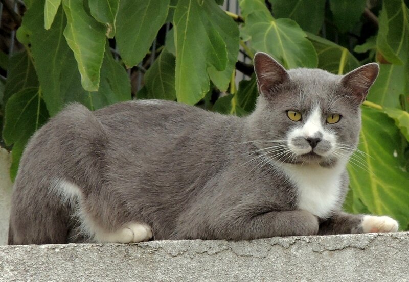 Gray Cat with White Markings