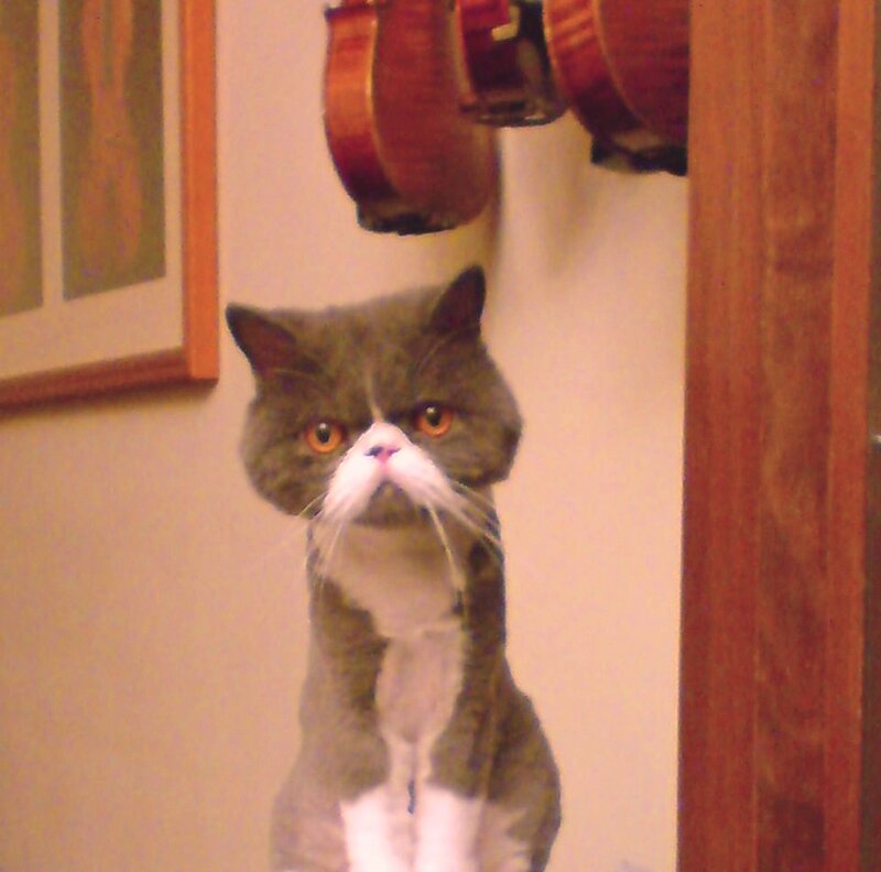 Gray Cat with White Muzzle — Calm