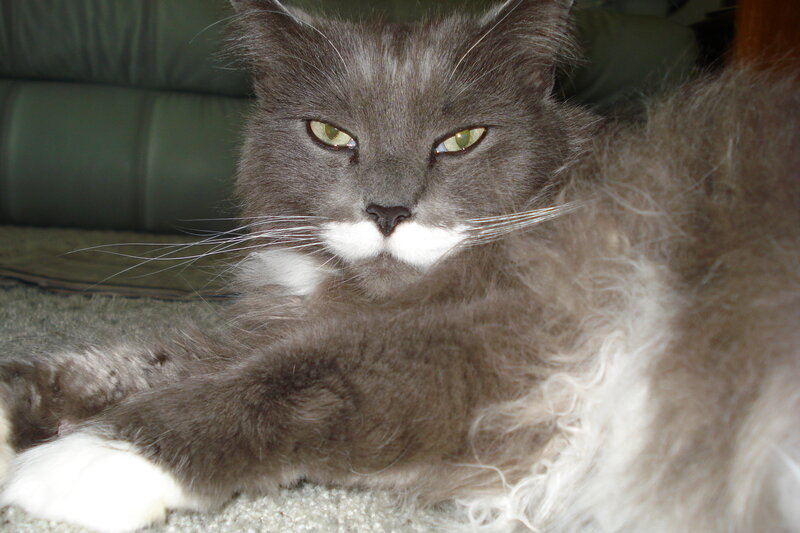 gray cat with white muzzle