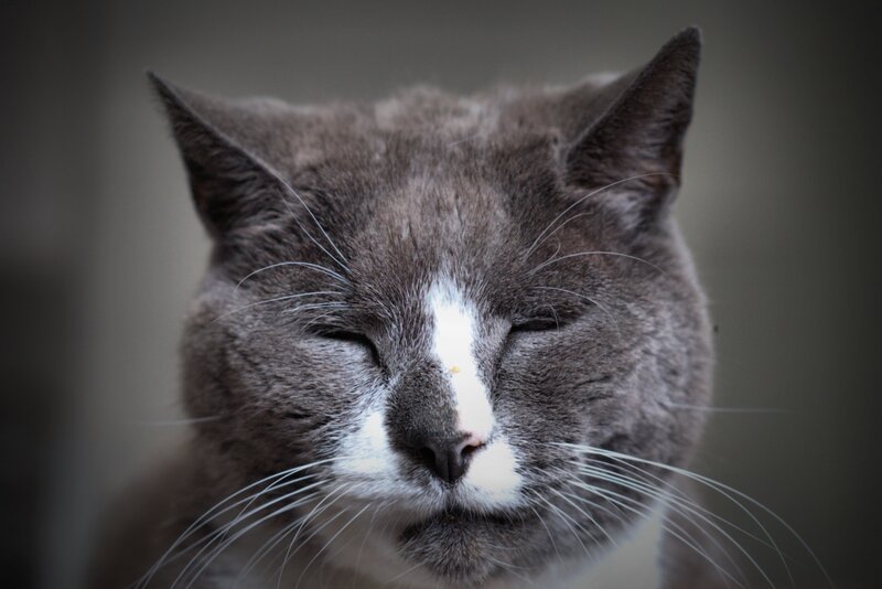 Gray Cat with White Nose